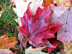 red maple leaf sitting on stack of fall leaves